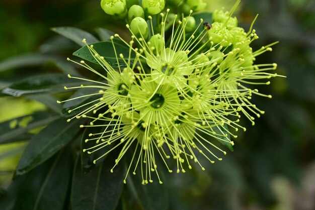 写真 緑の植物のクローズアップ