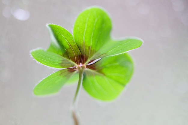 写真 緑の植物のクローズアップ