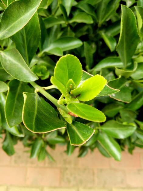 写真 緑の植物のクローズアップ