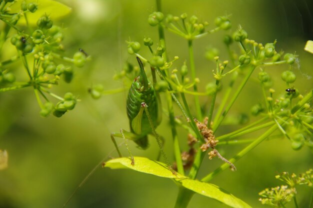 写真 緑の植物のクローズアップ