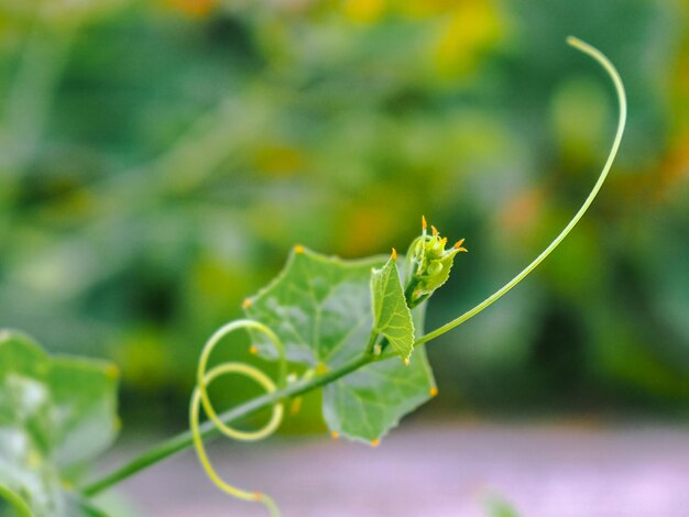 写真 緑の植物のクローズアップ