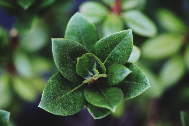 写真 緑の植物のクローズアップ