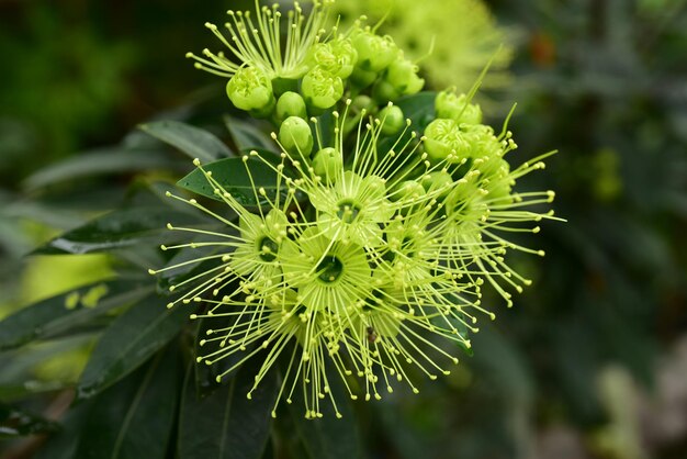 写真 緑の植物のクローズアップ