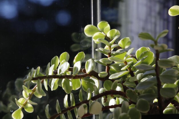 写真 緑の植物のクローズアップ