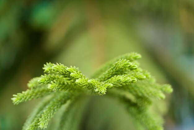 写真 緑の植物のクローズアップ