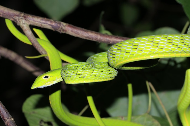 写真 緑のヘビの葉のクローズアップ