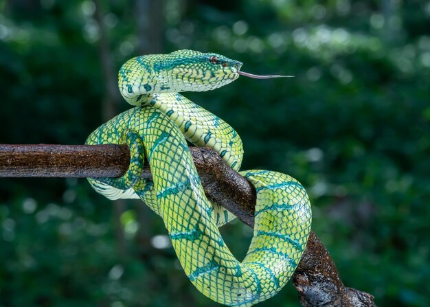 写真 緑のヘビのクローズアップ