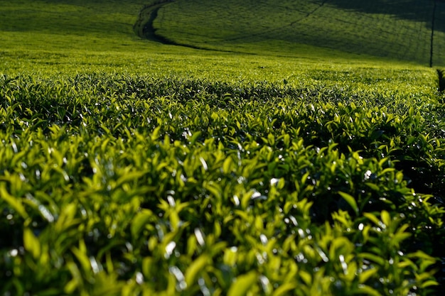 写真 農場での緑茶のクローズアップ