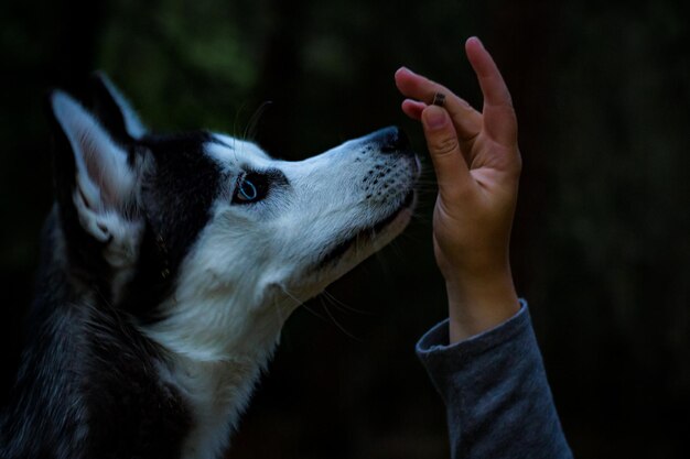 写真 犬による手のクローズアップ