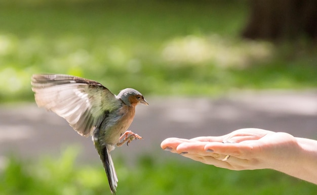 写真 手を食べる鳥のクローズアップ