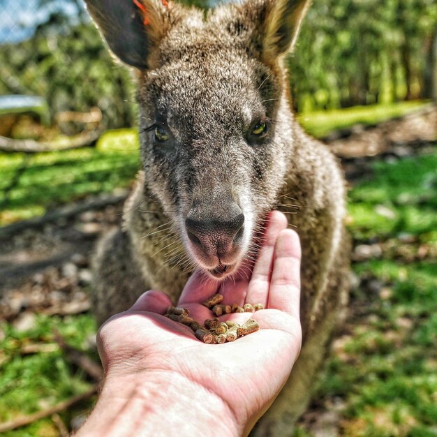 写真 手で食べるクローズアップ