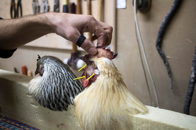 写真 手で ⁇ を食べている鳥のクローズアップ