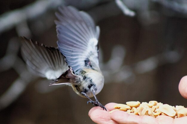 写真 手で ⁇ を食べている鳥のクローズアップ