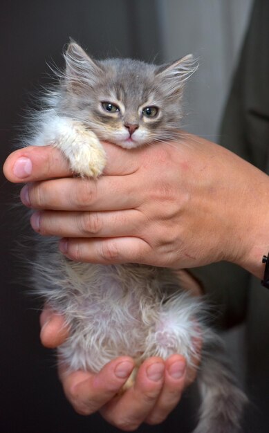 Фото Близкий план кормления кошки рукой