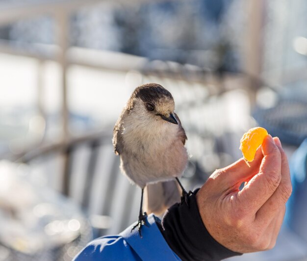 写真 手を握っている鳥のクローズアップ