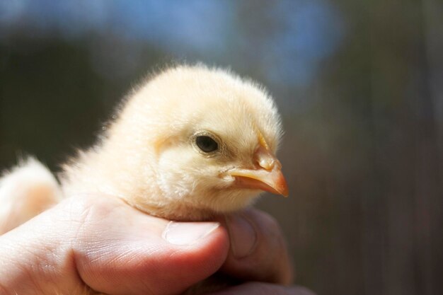 写真 手を握っている鳥のクローズアップ