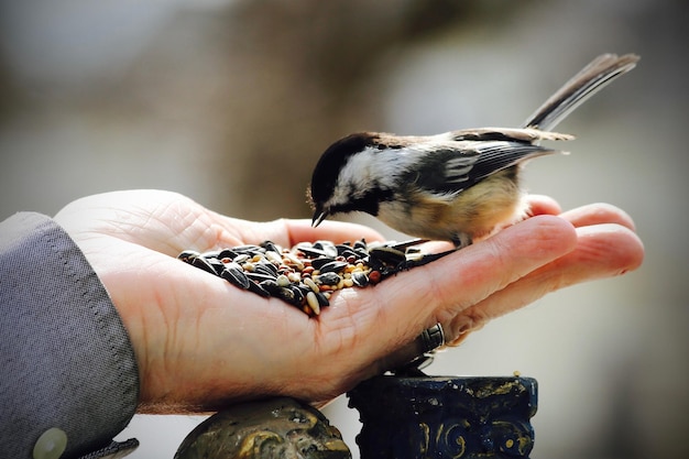 Фото Близкий план птицы, держащей руку