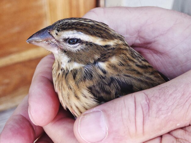 写真 手を握っている鳥のクローズアップ