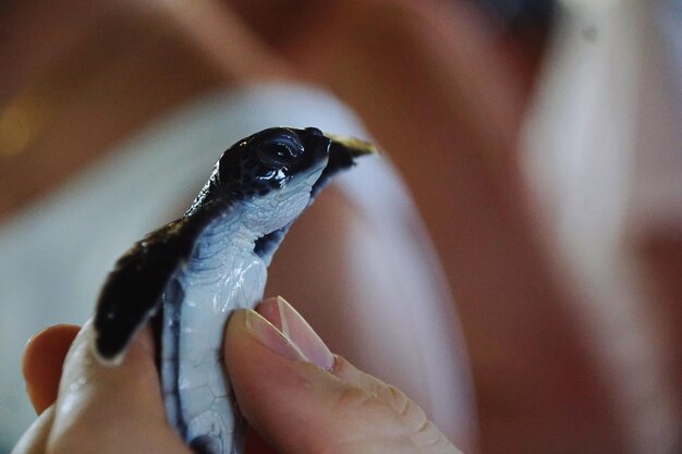 写真 手を握っている鳥のクローズアップ