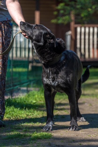 写真 黒い犬を握る手のクローズアップ