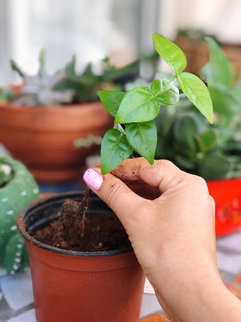 写真 鉢の植物の枝を手で握るクローズアップ