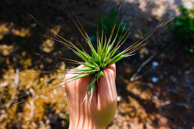 写真 森で手で芽を握るクローズアップ