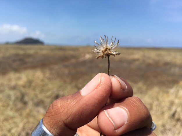 写真 空の向こうのフィールドで蝶を握っている手のクローズアップ