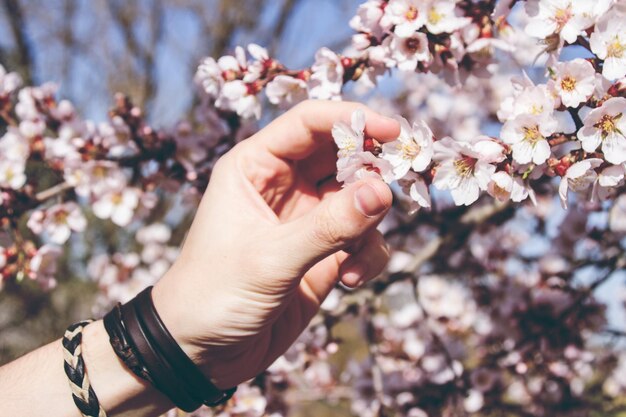 写真 桜の花を握る手のクローズアップ