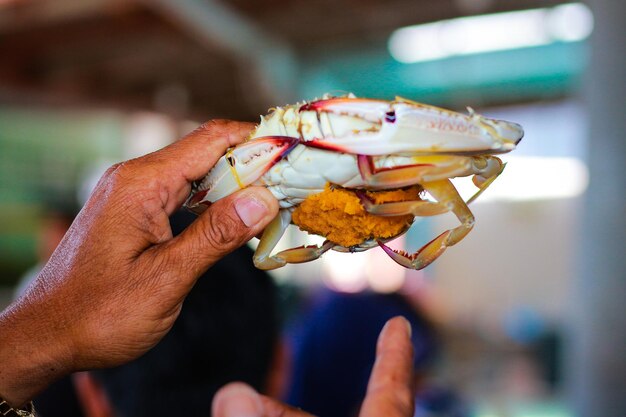 写真 手を握っているカニのクローズアップ