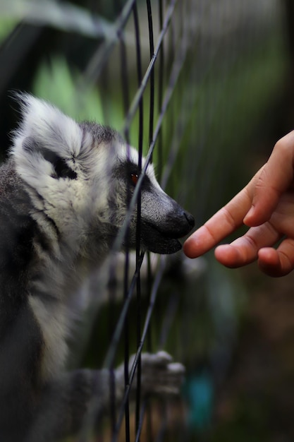 写真 外で犬を手で抱いているクローズアップ