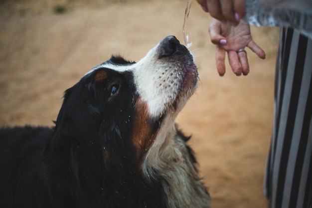 写真 手を握っている犬のクローズアップ