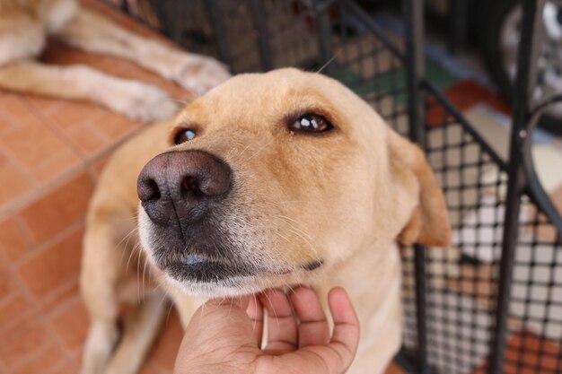 写真 手を握っている犬のクローズアップ