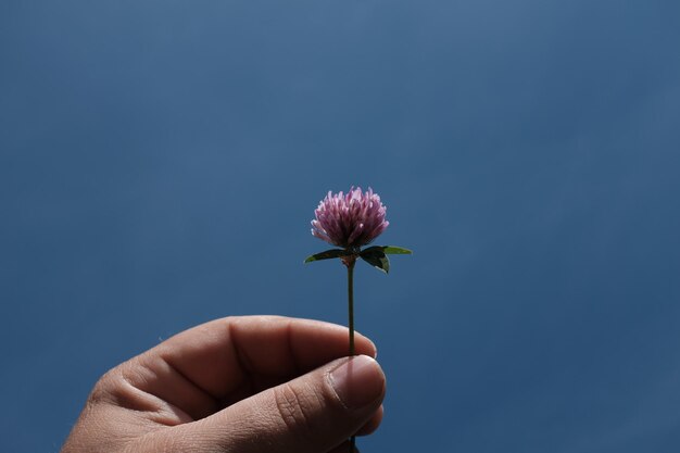 사진 푸른 하늘을 배경으로 꽃을 들고 있는 손의 클로즈업