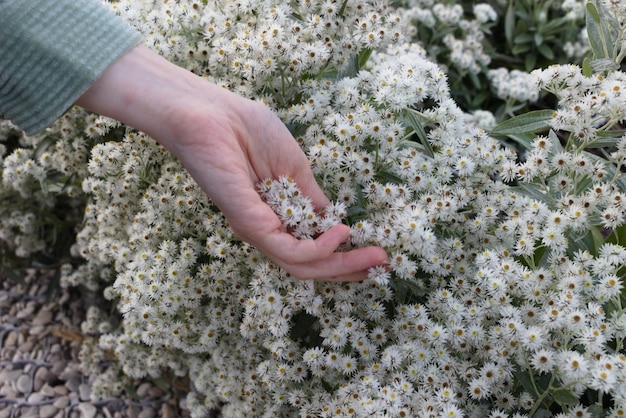 写真 手を握る花の植物のクローズアップ