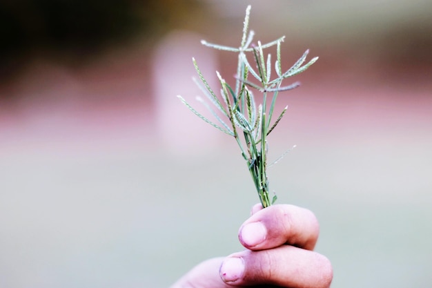 写真 手で草を握るクローズアップ