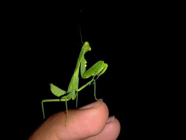 写真 手を握っている昆虫のクローズアップ