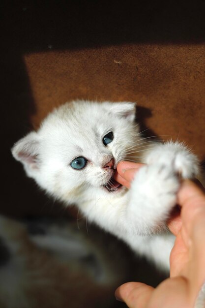 写真 手を握っている子猫のクローズアップ