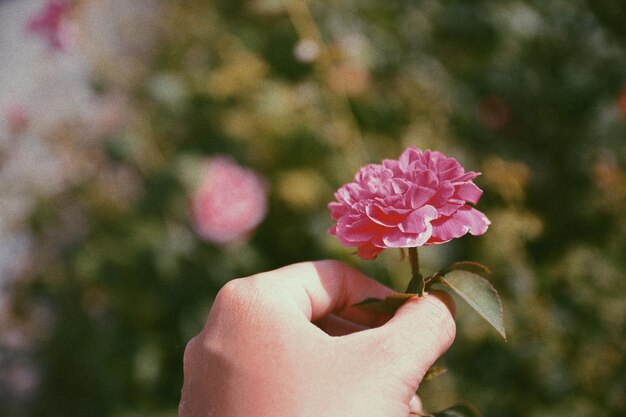 사진 분홍색 꽃 을 들고 있는 손 의 클로즈업