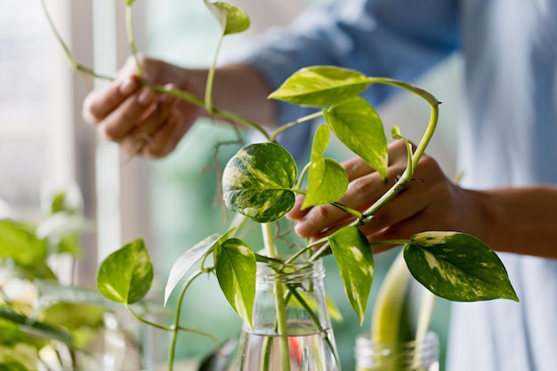 写真 植物の葉を手で握るクローズアップ