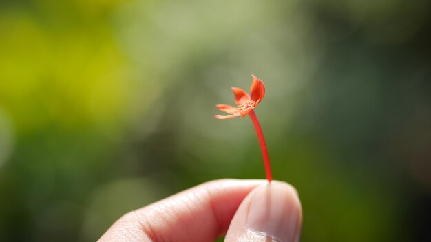 写真 赤い花を握っている手のクローズアップ