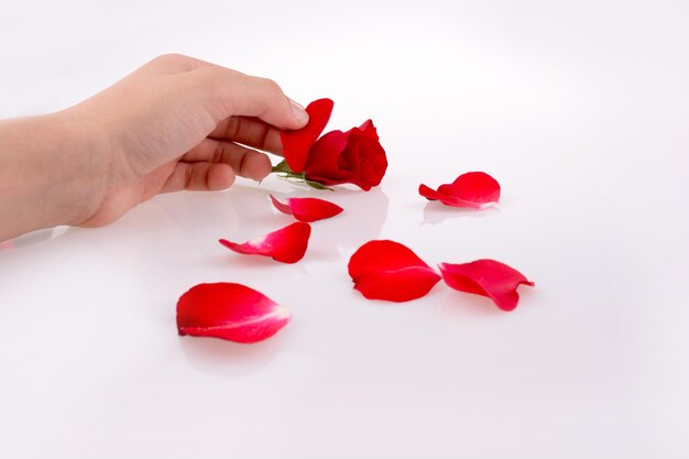 写真 白い背景の上で赤いバラを握っている手のクローズアップ