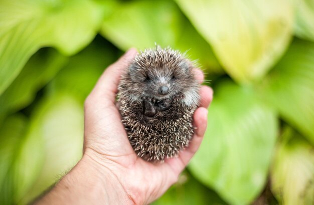 写真 小さな松を握っている手のクローズアップ