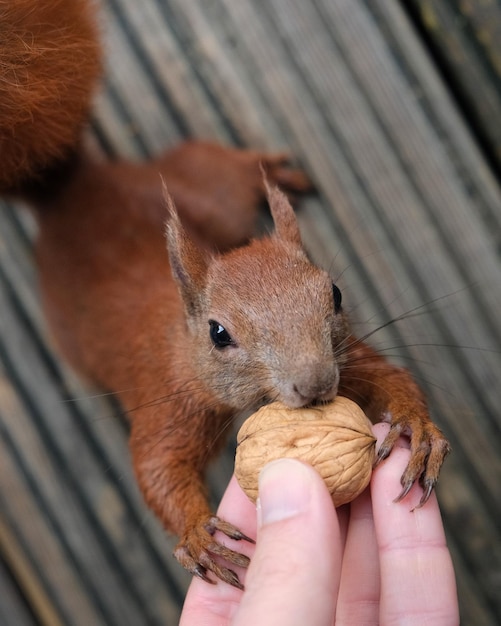 写真 手を握るリスのクローズアップ