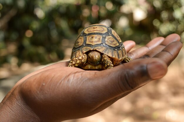 写真 手を握るカメのクローズアップ