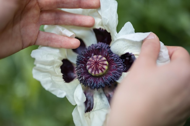 写真 白い花を握っている手のクローズアップ