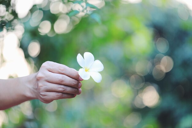 写真 白い花を握っている手のクローズアップ