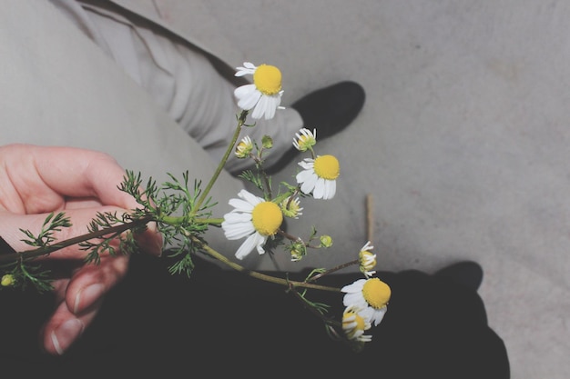 사진 노란 꽃 을 피우는 식물 을 손 으로 들고 있는 클로즈업