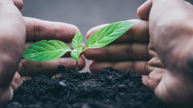 写真 手で植える苗のクローズアップ