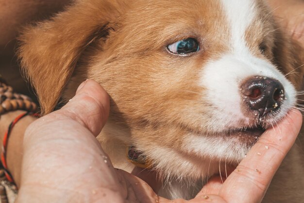 写真 手を撫でる子犬のクローズアップ