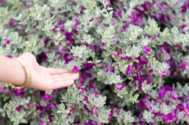 写真 手で触るピンクの花の植物のクローズアップ